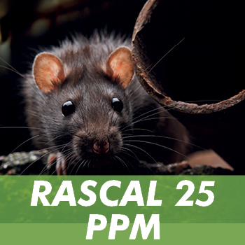 Professional Rodenticide - Rat & Mouse Poison - 1env Solutions