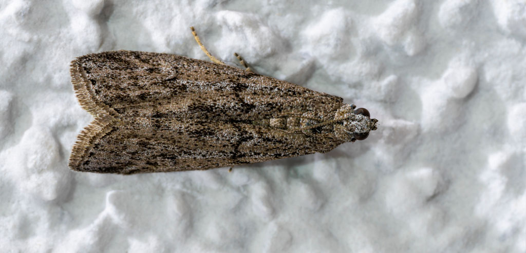 Brown House Moth