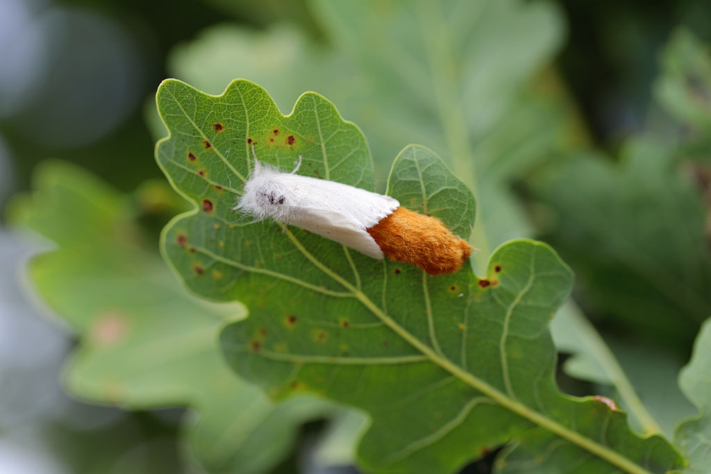 Brown-tail Moth