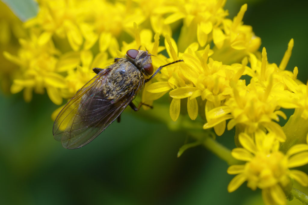 Cluster Flies