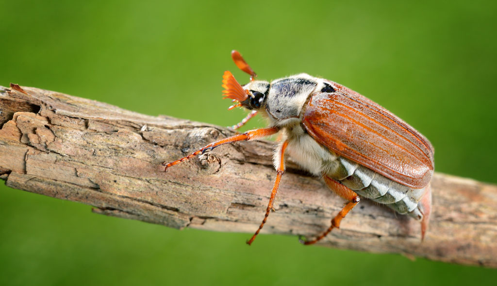 Cockchafer (Maybug)