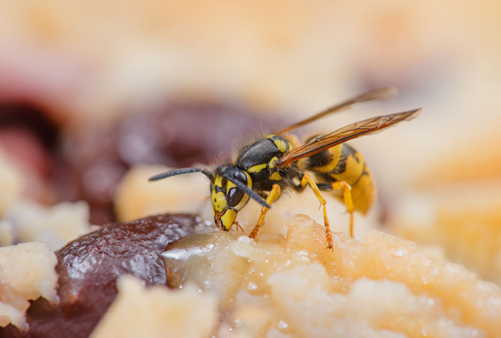 Common Wasp