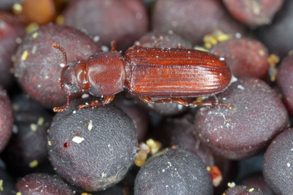 Confused Flour Beetle