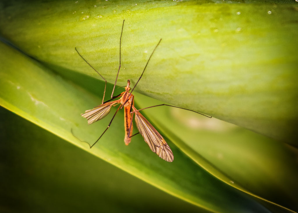 Crane Fly (Daddy Long Legs)