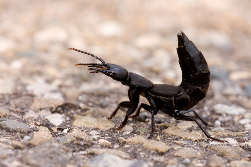 Devil's Coach Horse Beetle