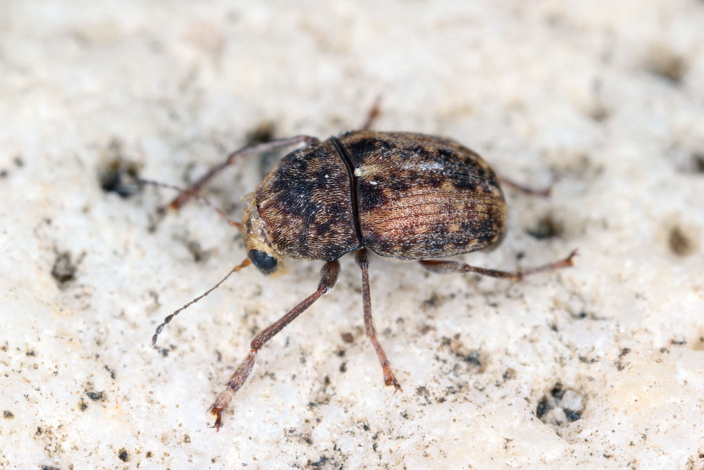 Dried Bean Weevil