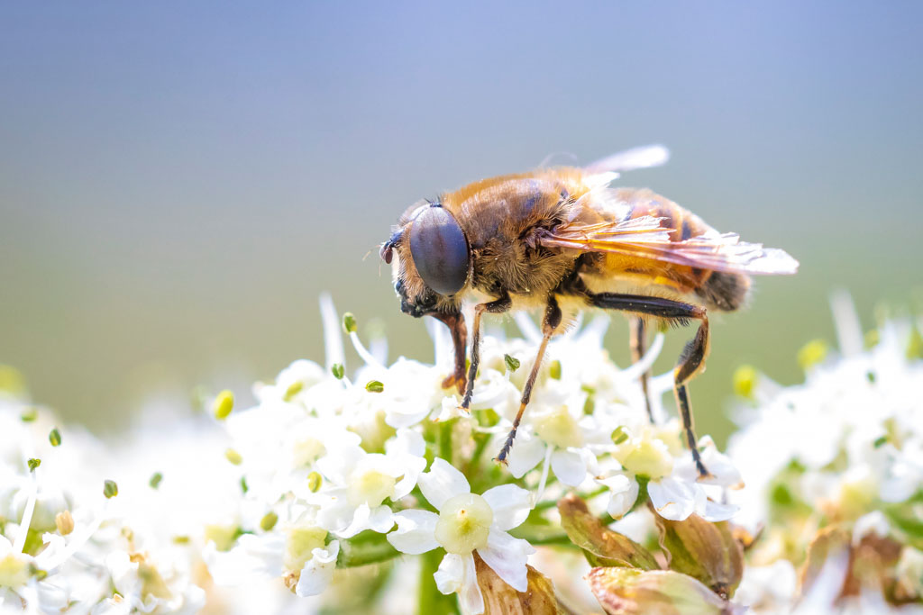 Drone Fly