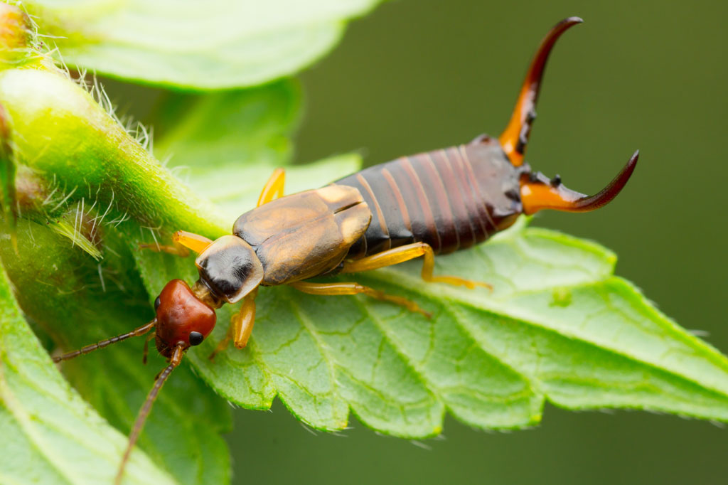 Earwig