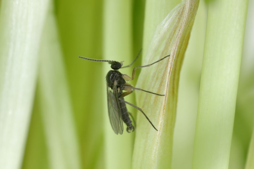 Fungus Gnat