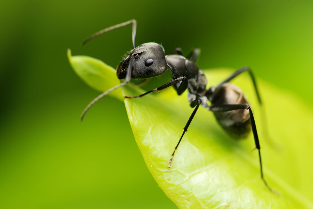 Black Garden Ant