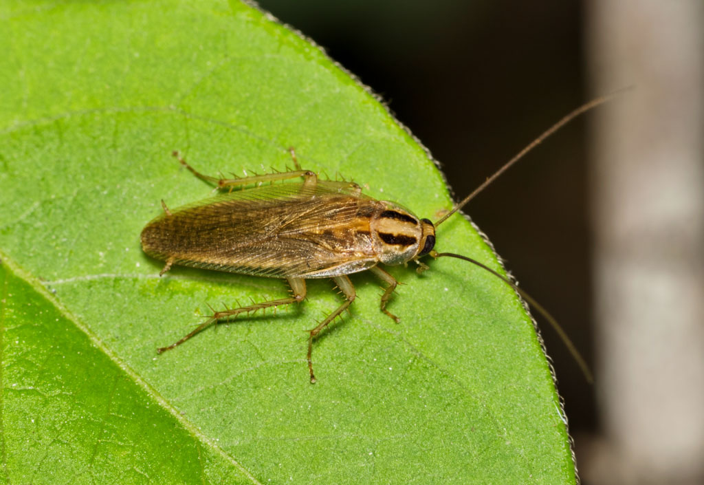 German Cockroach