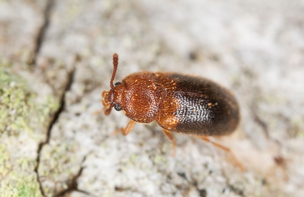 Hairy Fungus Beetle