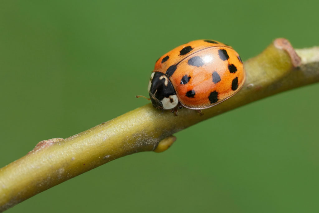 Harlequin Ladybirds