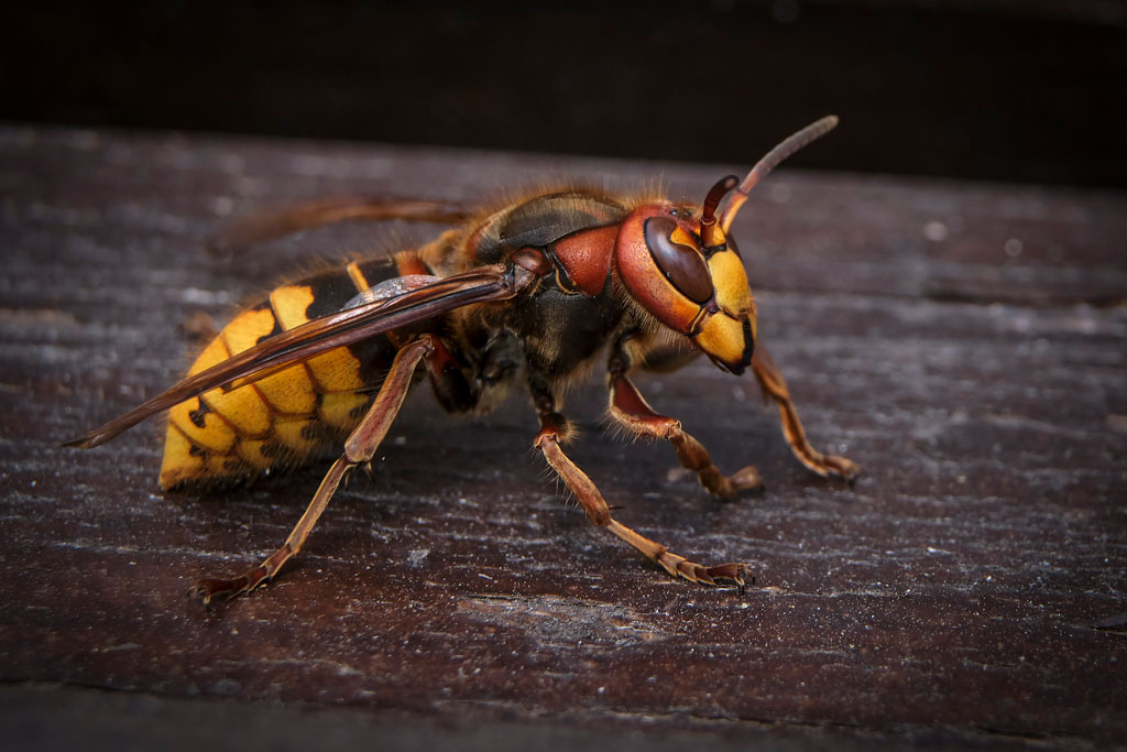 European Hornet