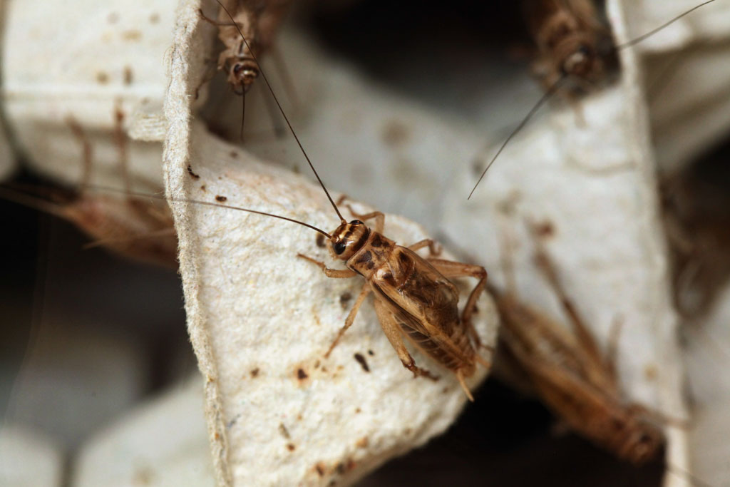 House Cricket