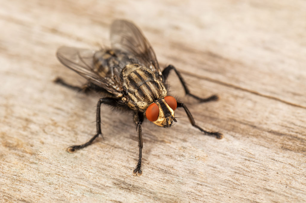 Housefly