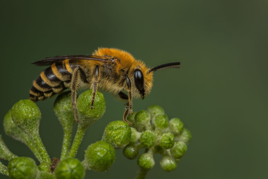 Ivy Mining Bee