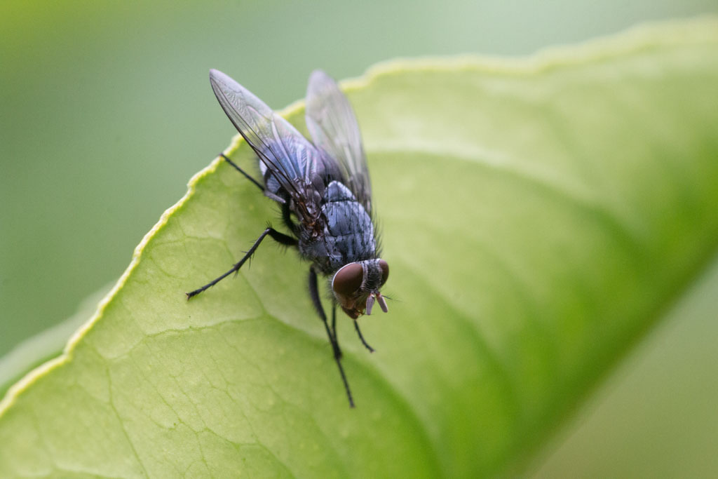 Lesser House Fly