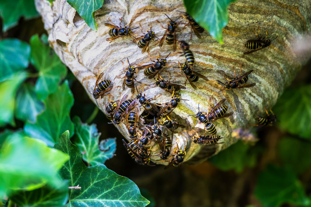 Median Wasp