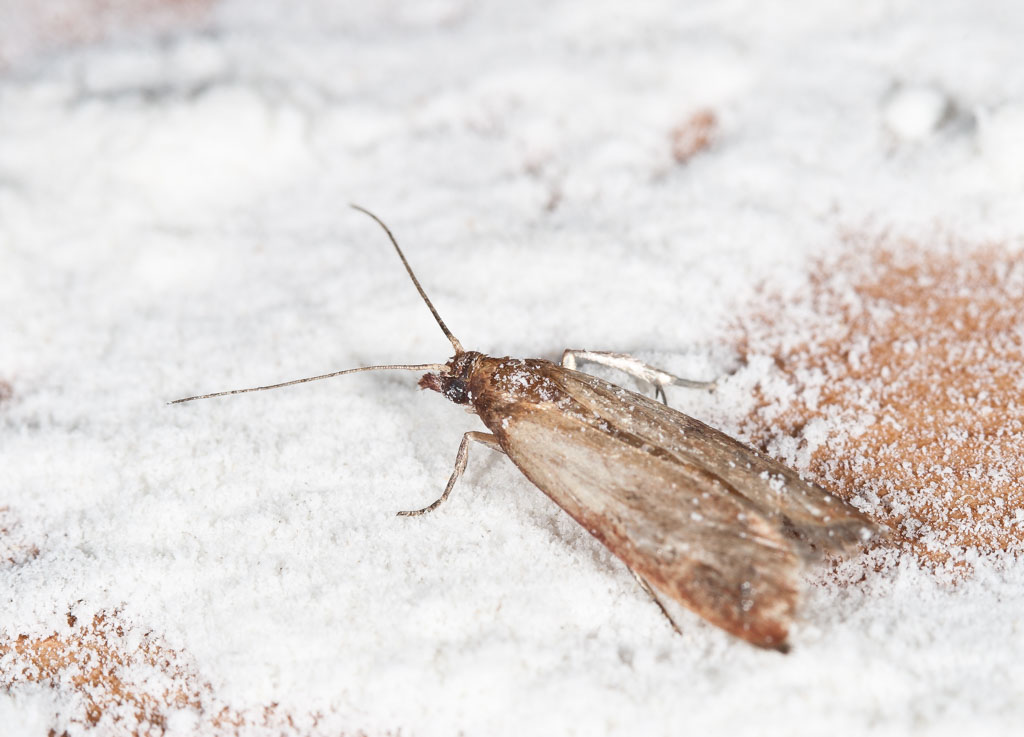 Mediterranean Flour Moth