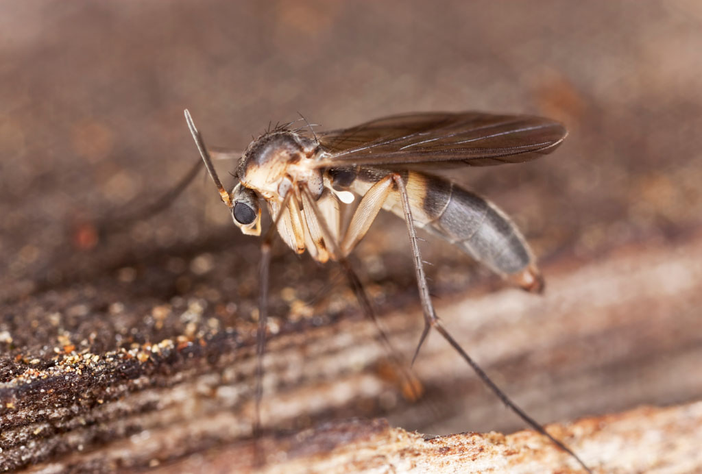 Phorid Flies