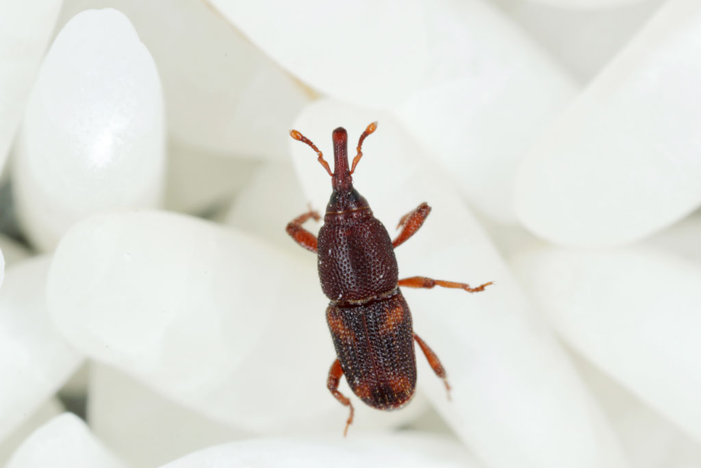 Rice Weevil