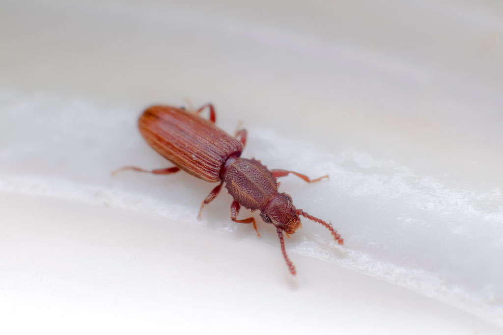 Sawtoothed Grain Beetle