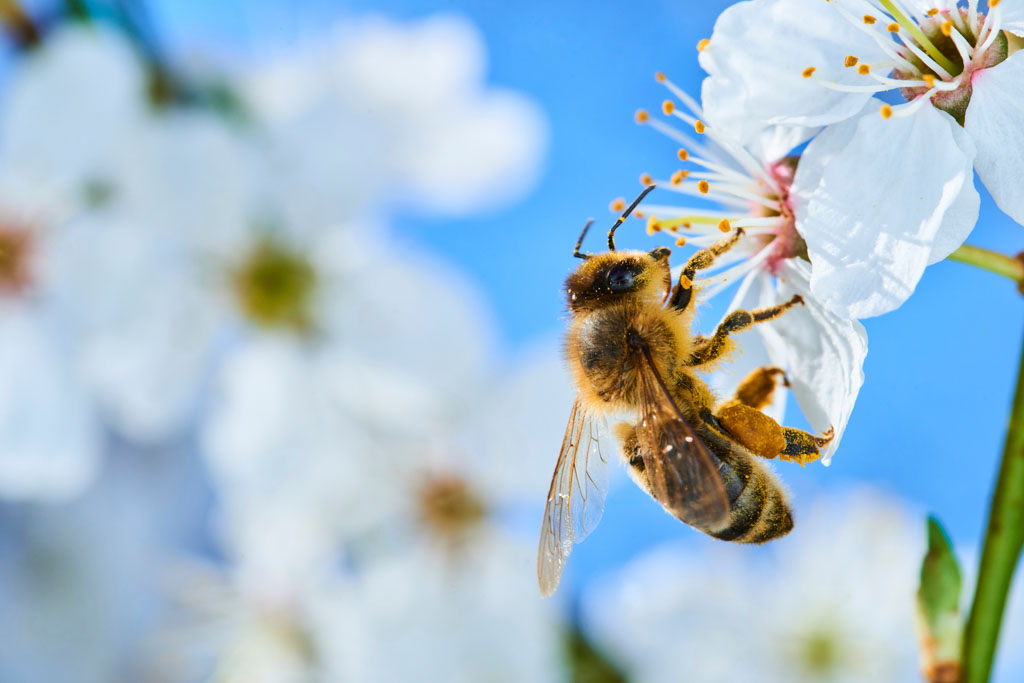 Solitary Bee