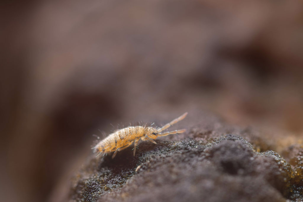 Springtails