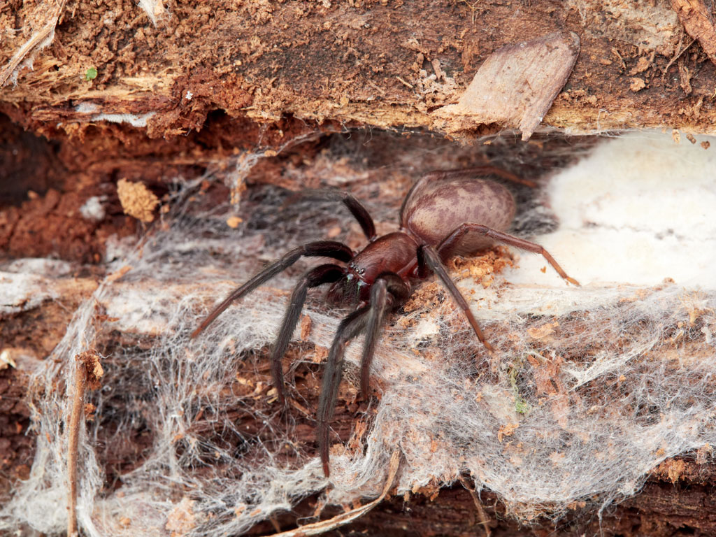 Tube Web Spider