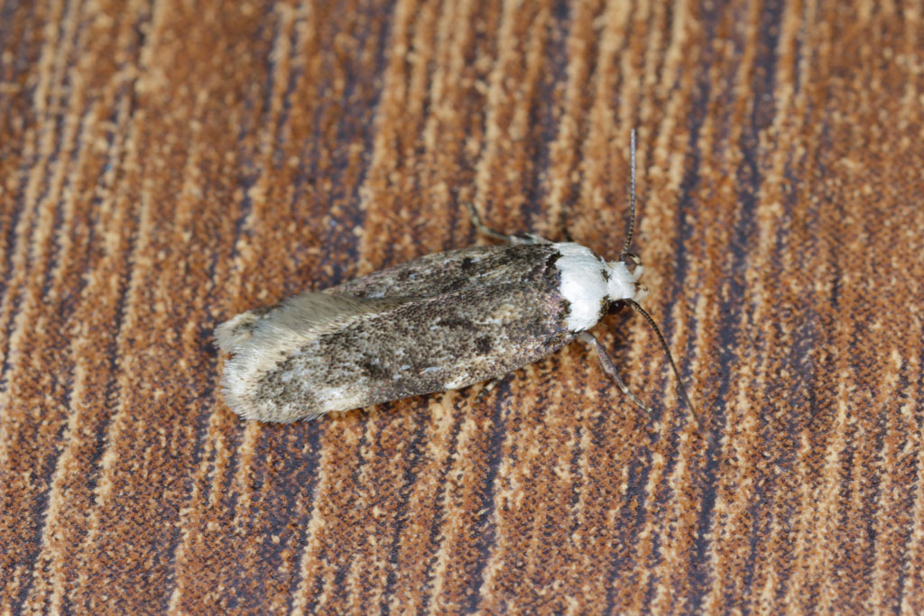 White Shouldered House Moth