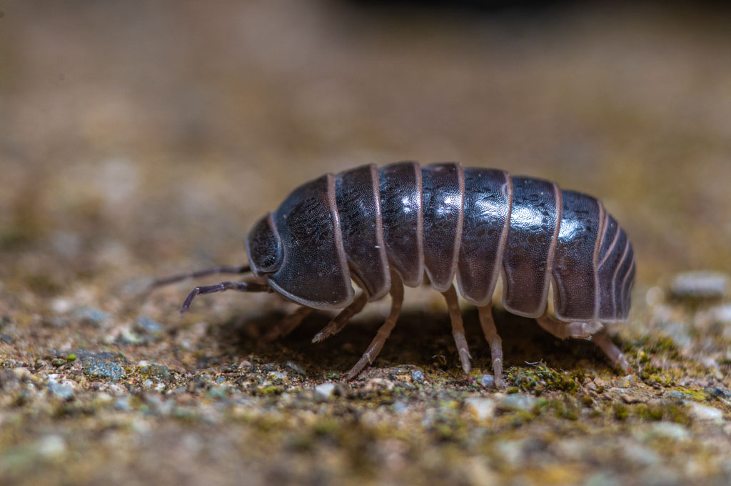 Woodlice