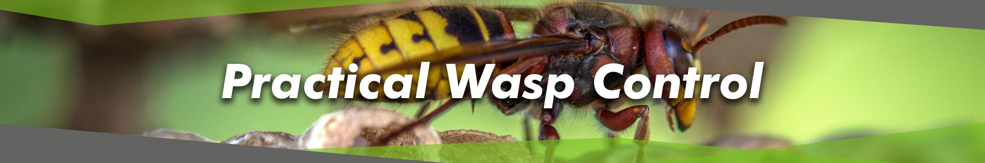 Practical Wasp Control