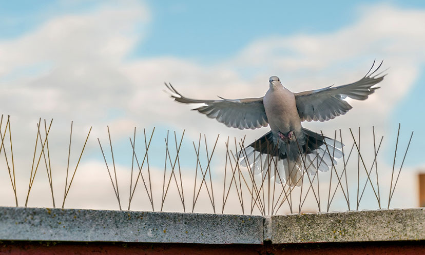 Bird-Spikes-main1